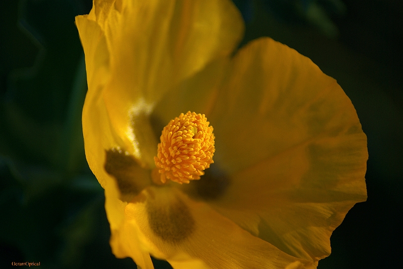 RhodosMei2008 218.jpg